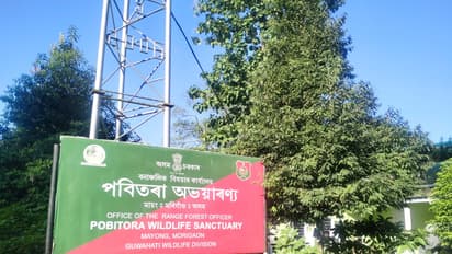 Pobitora Wildlife Sanctuary in Morigaon, Assam (Photo/ANI)