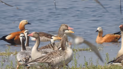 Birds visiting Gujarat Bird Sanctuaries (Photo/Gujarat Government)