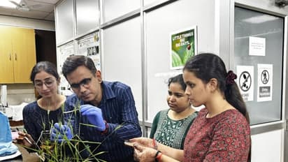 BHU scientists discover soil bacteria solution to protect wheat crop (Photo/BHU)