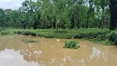 Tea-growing areas in Nazira Sub-Division in Sivasagar in Assam after floods (Photo/Tea Association of India)