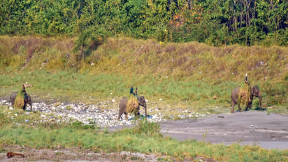 Visual from Manas National Park (File Photo/ANI)