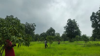 Mango trees planted in Sukma (Photo/ANI)