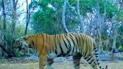 Tigress spotted in Udanti-Sitanadi Tiger Reserve after 8 years (Photo/ForestDepartment)