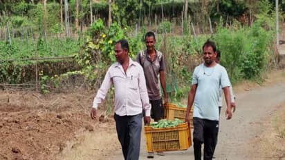 Gujarat's Mandap Scheme boosts vegetable farming, strengthens tribal livelihoods in Valsad (Photo/ANI)
