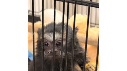 Visual of exotic animal found during operation (Photo/release)