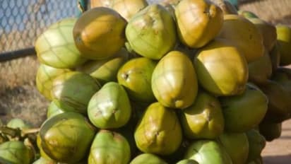 Gujarat records 20 pc rise in tender coconut production in two years (Photo/ANI)