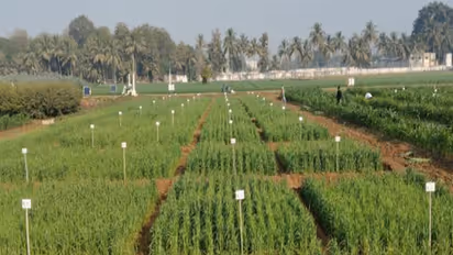 Gujarat State Biotechnology Mission, AAU to sign MoU (Photo/Gujarat govt)