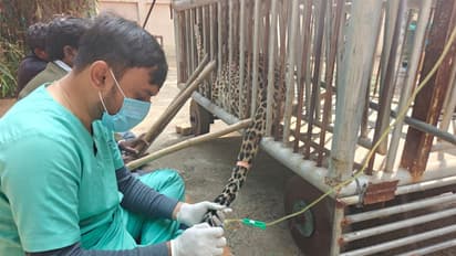 A paralyzed leopard made a remarkable recovery at the GEER Foundation (Photo/ @CMOGujarat)