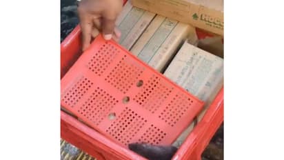 Rat found in ice cream unit (Photo/ANI)