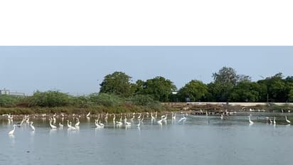 Water birds at Thoothukudi coast (Photo/ANI)