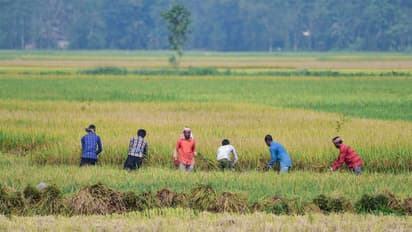 Representative image (File photo/ANI)