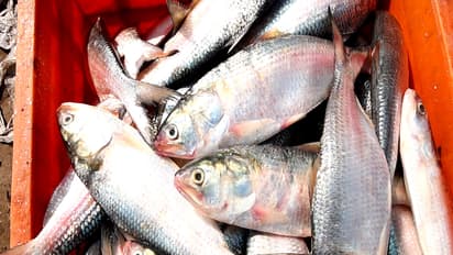 Representative Image (Photo/ANI)