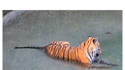 Tigress released into core zone of the Buxa Tiger Reserve (Photo/x/@byadavbjp)