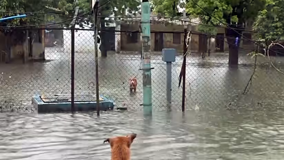 Visual from Gujarat after heavy rainfall (Photo/ANI)