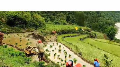 Paddy transplantation in full swing across Uttarakhand’s Rudraprayag district (Photo/ANI)