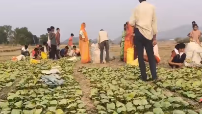 Collectors gather tendu leaves (Photo/ANI)