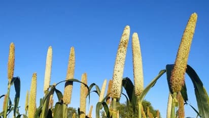 Representative Image (File Photo/ANI)