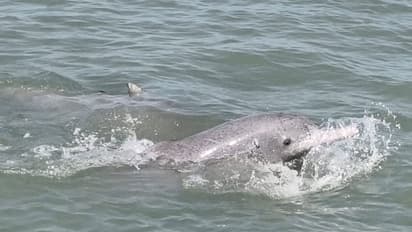 Gujarat emerges as a key contributor to Dolphin Conservation (Photo/Gujarat CMO)