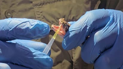 Gujarat set to get its own region-specific antivenom to fight against snakebite deaths (Photo: Gujarat CMO)