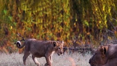 World Lion Day (Image source: X/@byadavbjp)