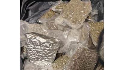 Recovered hydroponic cannabis (Photo/Customs)