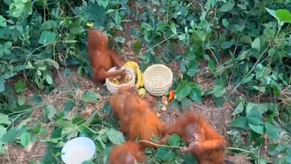 Five young orangutans rescued by Odisha Forest Department (Photo/Forest Department)