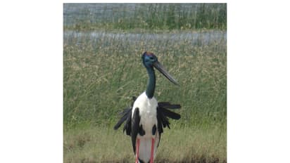 Black-necked Stork (Ephippiorhynchus asiaticus) (Photo: Gujarat CMO release)