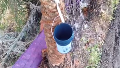 Natural jaggery from the sap of wild date palm trees (Chhind sap) (Photo/ANI)