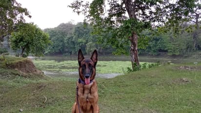 K9 Sniffer Dog Jubi (Photo/ANI)