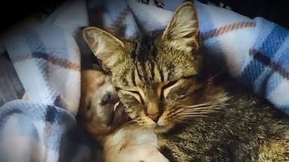 ಬೆಕ್ಕು, ನಾಯಿಗಳಿಗೂ ಕೊರೋನಾ ಭೀತಿ: ಹಂದಿ, ಕೋಳಿಗೆ ಸೋಂಕು ಸಾಧ್ಯತೆ ಕಡಿಮೆ!