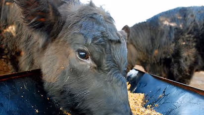 There is no ban, sell cattle from your house: Kerala HC tells people