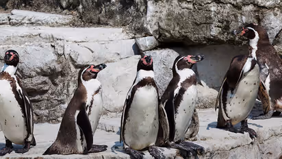 ₹2.5 crore to kill a penguin, thanks to Aditya Thackeray