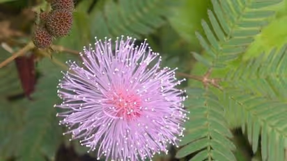 தொட்டாச் சிணுங்கி இப்படி ஒரு அதிசயத்தை செய்யும்னு நீங்கள் கேள்விப்பட்டு இருக்க மாட்டீங்க...