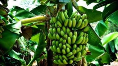 வாழை வாடல் நோய்க்கு எளிய தீர்வு இதோ