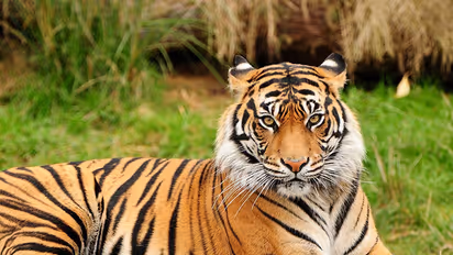 Tigress Avni’s cubs still missing; might die of starvation