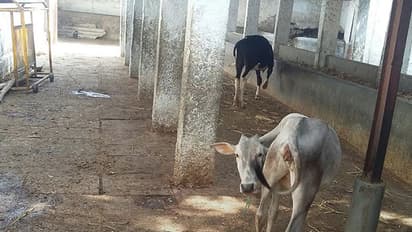 BBMP gets even more serious on cows, raises fine to Rs 2000 on seizure