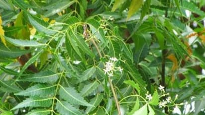 வேளாண்மையில் வேம்பு முக்கியப் பங்கினை வகிக்கிறது. எப்படி?