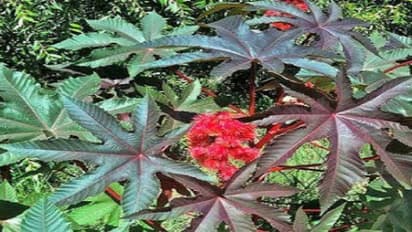 ஆமணக்கு – இதை இப்படி பயன்படுத்தினால்தான் நன்மை கிடைக்கும்…