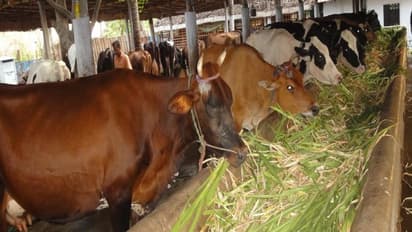 கறவை மாடுகளுக்கு எந்த மாதிரியான தீவன மேலாண்மையை கடைப்பிடிக்கணும்?