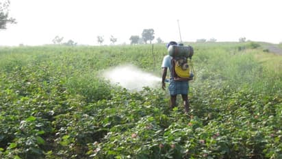 பயிர்களுக்கு ஜீவாமிர்தத்தை பயன்படுத்துவதால் அப்படியென்ன நன்மைகள் ஏற்படுகிறது?