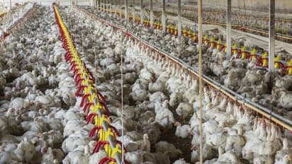 கறிக்கோழி வளர்ப்பு என்றால் என்ன? அதனால் லாபம் கிடைக்குமா?