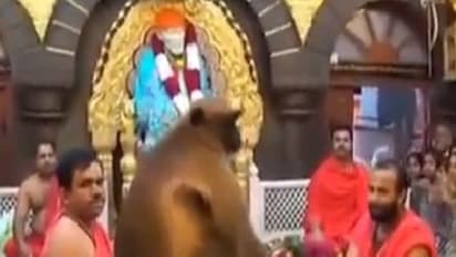 ಶಿರಡಿ ಸಾಯಿಬಾಬಾ ಮಂದಿರಕ್ಕೆ ನಿತ್ಯ ಬರುತ್ತಾನಂತೆ ‘ಹನುಮಂತ’!