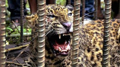 ಗಾಯಾಳು ಚಿರತೆಗೆ ಬೈಕಲ್ಲೇ ಆಸ್ಪತ್ರೆಗೆ ಡ್ರಾಪ್ ಕೊಟ್ಟ ಅರಣ್ಯ ಇಲಾಖೆ ಸಿಬ್ಬಂದಿ!