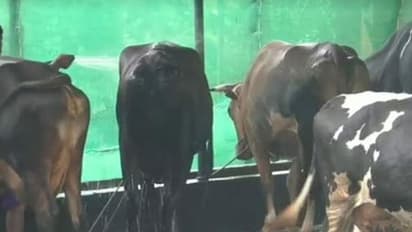 വൃത്തിഹീനമായ സാഹചര്യത്തില് പ്രവര്ത്തിക്കുന്ന ഫാമിനെതിരെ നാട്ടുകാര് രംഗത്ത്