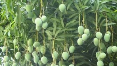 மா மரங்களை தாக்கும் இந்த வகை பூச்சியின் அறிகுறிகள் இவைதான்...