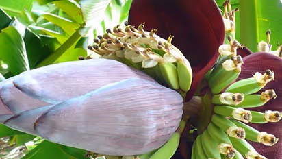 New mommies do not miss eating banana flower for health benefits