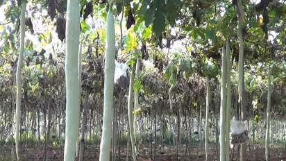 இயற்கை முறையில் புடலை சாகுபடி செய்ய இதுதான் சரியான வழி...