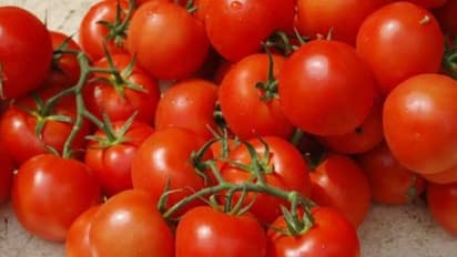 தக்காளியை தொடர்ந்து சாப்பிட்டு வந்தால் உடல் எடை கூடாதாம் - ஆய்வு சொல்லுது…