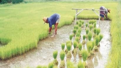 நாற்றங்காலை எப்பவும் இப்படிதான் விதைக்கணும்... ரொம்ப முக்கியமானதுங்க..