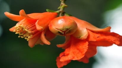 இரத்தத்தைச் சுத்தப்படுத்தும் மாதுளம் பூவின் மற்ற பயன்கள்…